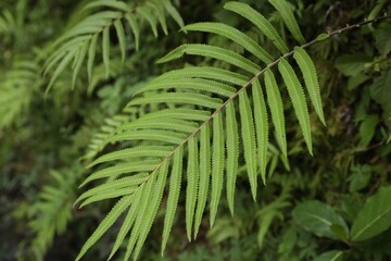Beautiful fern plant growing in park, closeup