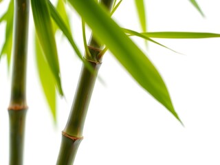 Obraz premium Detailed close-up of green bamboo stalks and fresh leaves with brownish nodes, illuminated by soft light and set against a bright white blurred background – ideal for natural themes