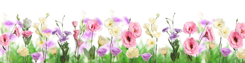 Beautiful eustoma flowers among green grass on white background, banner design