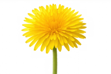 Freshly bloomed yellow dandelion with transparent background, perfect for spring and nature-themed projects