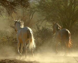 Wild Horses Galloping Away in Desert