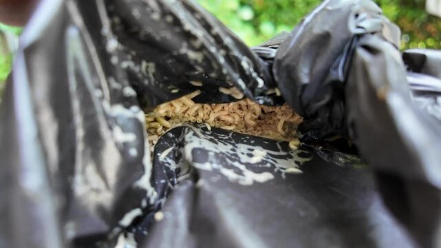 Rotten food inside a torn black garbage bag reveals a severe maggot infestation