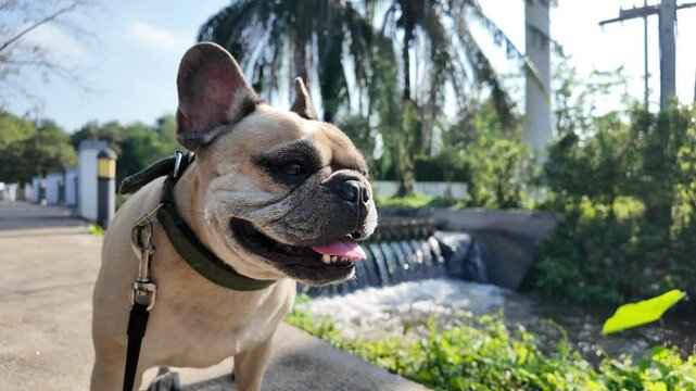 Closeup footage of a French Bulldog on a leash stands near a small waterfall and palm trees