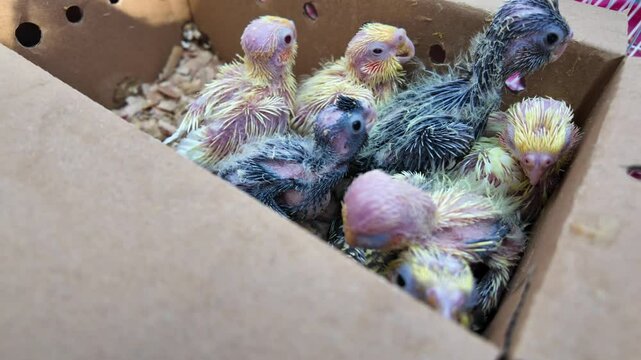 Newly hatched baby parrots huddle together in a cardboard box, still covered in sparse colorful down