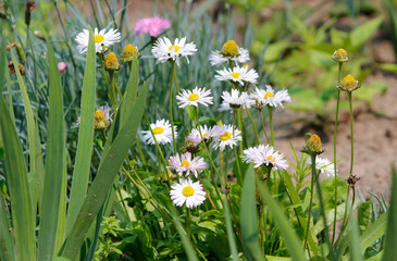 daisy flowers in the garden

