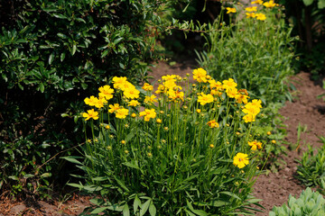 yellow coreopsis flowers in the garden