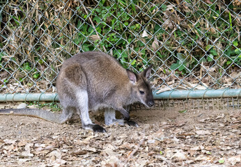 ベネットアカクワワラビー