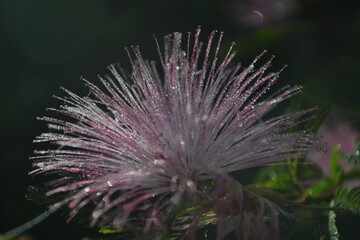 Photo of a calandra with dew drops in the sunlight.