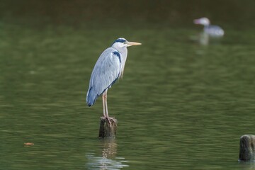 杭にとまってのんびりくつろぐアオサギ