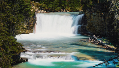 Obraz premium Winter Pine Needles: Fresh Evergreen Texture