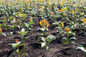 静岡県富士市　しきみ畑