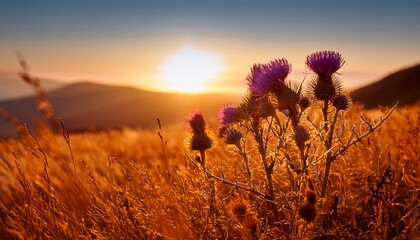 autumnal sunset thistle bloom in golden meadow