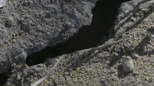 Tokyo, Japan - June 21, 2025: Ants Moving around the nest tunnel