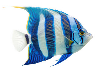 Naklejka premium Striped Angelfish swimming underwater, vibrant blue and white, tropical fish
