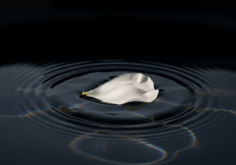 Serene Ripple: White Petal on Dark Water
