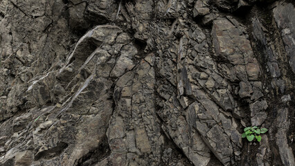Dark Background of layers and cracks in rock rock. Natural layered stone background or stone texture with green leaves.
