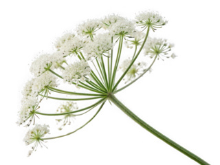 Close-up of delicate white Queen Anne's Lace flower umbel, isolated on black background