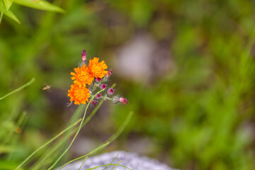 Close-up of orange hawkweed (Pilosella aurantiaca) flowers blooming in spring