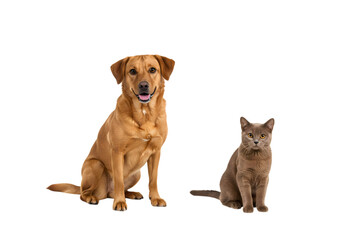 Golden Retriever and Gray Cat: Canine and Feline Companions
