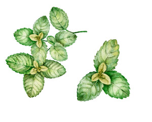 Watercolor illustration of green mint leaves. Hand painted herbal element isolated on white for tea packaging, natural cosmetics or kitchen design. © Evgeniia