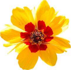 Yellow flower isolated on transparent background