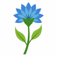 chicory flower on white background