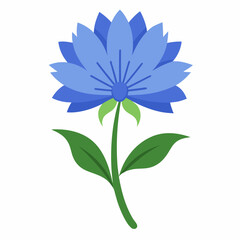 chicory flower on white background