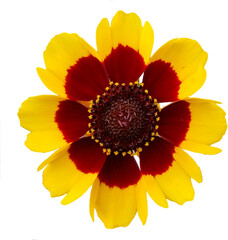 Yellow flower isolated on transparent background