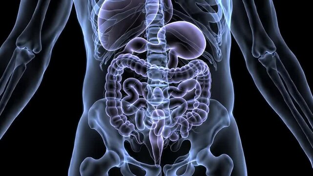 3D Medical Visualization of Male Reproductive System Featuring Internal Organs Against a Black Backdrop