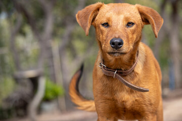Adorable caramel dog playing in the backyard