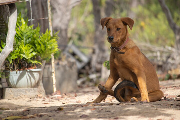 Adorable caramel dog playing in the backyard