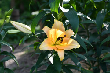 リリウム・コンカドール　Lilium Concador（Oriental lily 'Concador'）