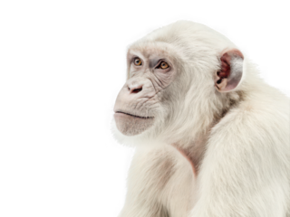 Albino chimpanzee portrait, pensive gaze, white fur, close-up view, isolated background
