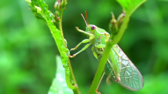 Close up of a green leafhopper on a green plant stem with leaves, the insect stands still and then flies away, macro video of insect life in the wild, summer