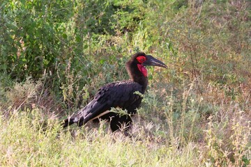 Southern Ground-hornbill in Manyara National Park