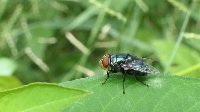 Bluebottle Fly, Family Calliphoridae, perching on green leaf in garden.