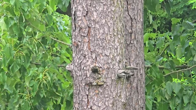 Jungle Myna Bird (Acridotheres fuscus) on a Tree Branch &ndash;4K Footage