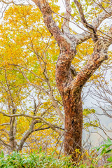 Obraz premium 秋の黒岳 