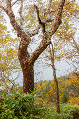 秋の黒岳
