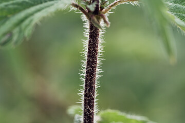 A plant with a brown stem and green leaves
