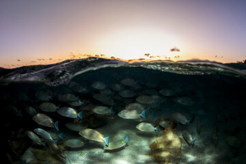 A school of fish gathers beneath the surface at sunset off the coast of Heron Island.