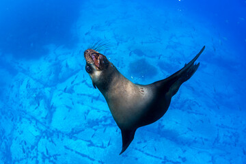 Obraz premium A seal opens its mouth mid-swim in the clear blue waters of the Australia