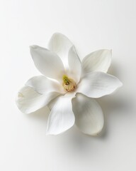 Elegant White Magnolia Blossom Macro Shot on Pure White Background, Soft Shadowed Floral Arrangement