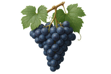 Ripe purple grape cluster with verdant leaves, showcasing natural vineyard harvest on pristine transparent backdrop
