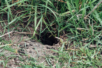 A hole in the ground with grass growing around it