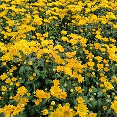 yellow daisy Chrysanthemums bloom in the garden