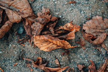 A pile of leaves on the ground
