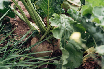 a sugar beet in the ground in the field