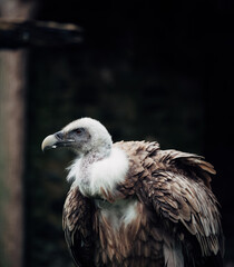 portrait of a large vulture