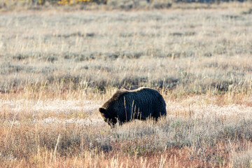 Grizzly bear grazing in a meadow in Grand Teton National Park